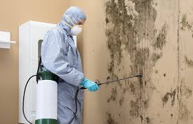 Professional Mold Prevention & Removal  in South Farmingdale, NY